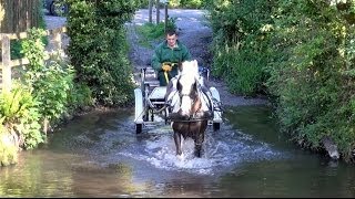 preview picture of video 'Breaking a 12yo riding horse to harness - Bertie the piebald cob.'