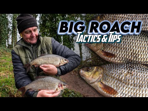 BIG Roach Fishing - Tactics & Tips