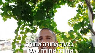 גפן איזבלה במרפסת או הגינה