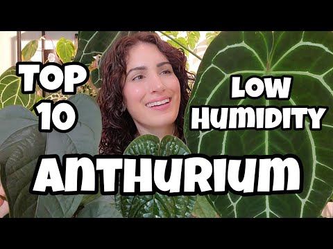 10 Anthurium That Grow in Ambient & Low Humidity! 🌿 good for beginners & anti-cabinet plant parents