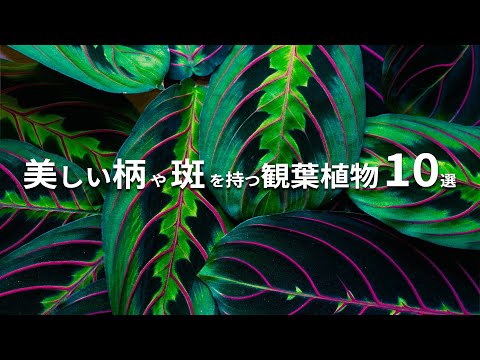 フィッシュテールパーム、カリオタ 植物