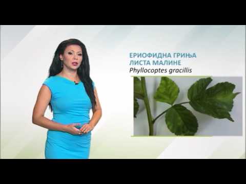Zelena prognoza 16.8.2016 - O eriofidnoj grinji lista maline