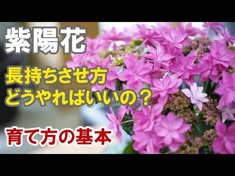 アジサイの植え付けの最も重要なヒント 植物