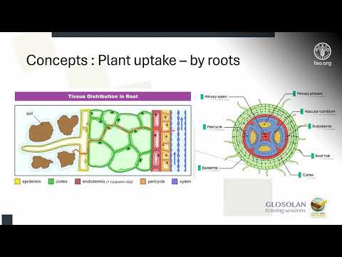 Module 3 – Modelling of distribution of pollutants in plants