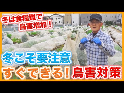 鳥から苗を守る方法 植物園 追い払う 食べるのを防ぐ