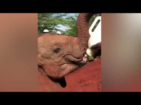 Feeding time for orphaned baby elephants