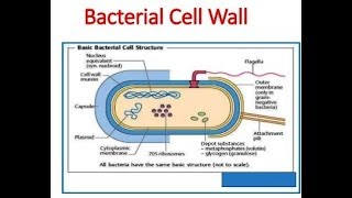 Microbiology of Bacterial Cell Wall