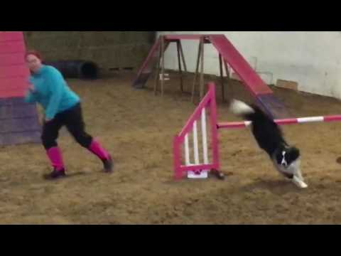 Risq 'Club Show' 3rd place, combined 5-6-7 Agility 😍🐾🐶