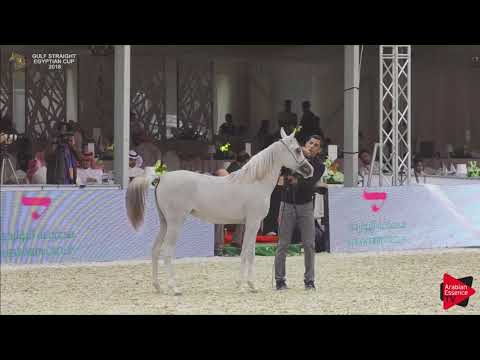 8 SHAHLLA AL QAYSIYAH   Gulf SE Cup 2018