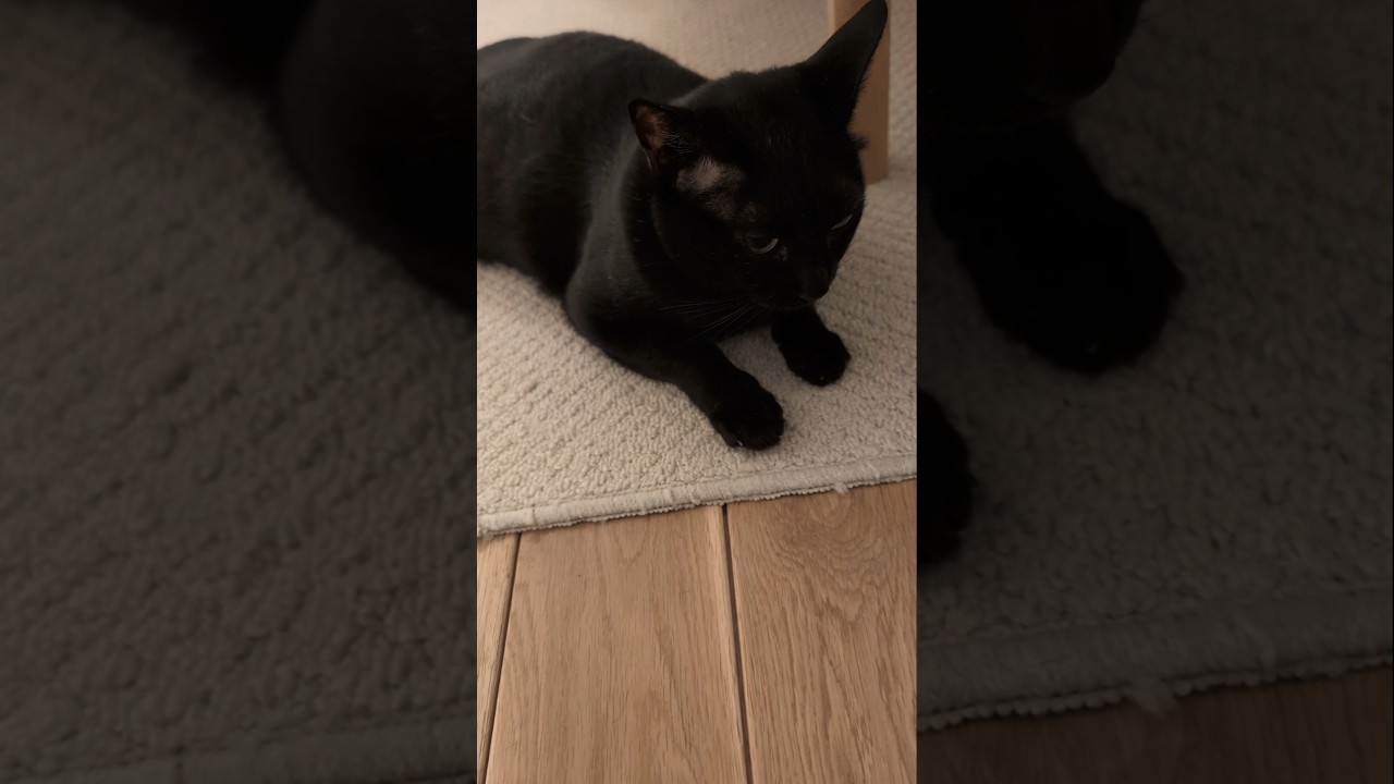 ピーピー音に反応する猫😺 - Cats Reaction - #shorts #cat