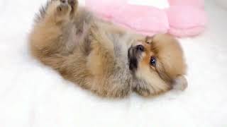 ポメラニアンの動画01