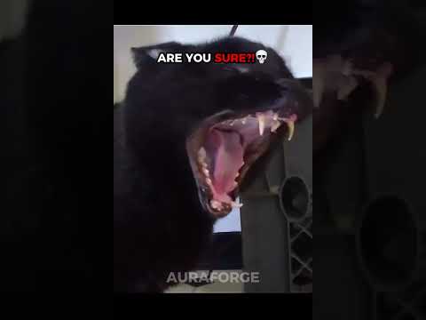 Talking Cat pt3 | Cats Can’t Speak English