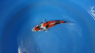 preview picture of video 'Tosai Showa Sakai Fish Farm 30Cm.'