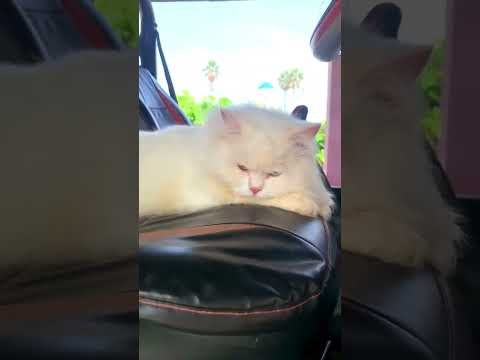 CUTE PERSIAN CAT DRIVING MAHINDRA THAR 😍 #cat #thar #shorts #short #cats