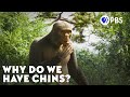 We Re The Only Ones With Chins And We Don T Know Why
