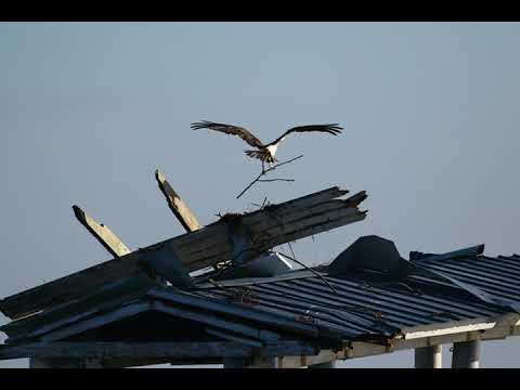 OSPREY BUILDING  NEST BOKEELIA ISLAND DAMAGED PIER