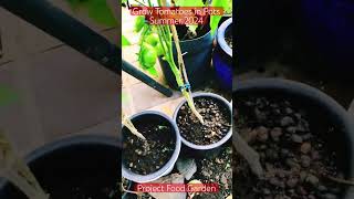 Download lagu Grow Tomatoes in Pots-SE4-Project Food Garden mp3 Download lagu Grow Tomatoes in Pots-SE4-Project Food Garden mp3