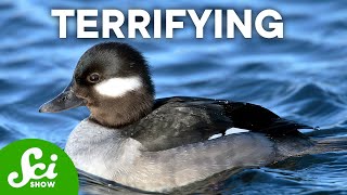 10 Cute Animals With Secretly Scary Behaviors