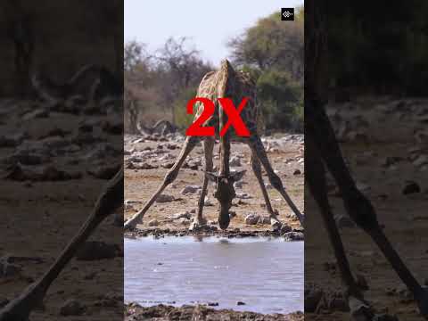 Animals That Look Like a Glitch in Nature 😳