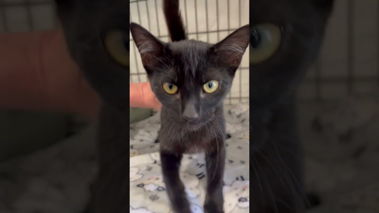 Enlarge Ms. Harley Davison she has a awesome video., a Adoptable Domestic Short Hair in Eagle Point, OR video 5/6