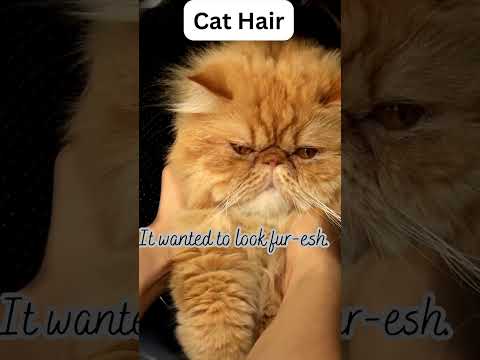 Meow-velously Funny Cat Jokes That Will Make You Purr With Laughte 16