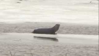 preview picture of video 'OTTERS - Waterside Marsh, Albert Co., NB  Mar.8/12'