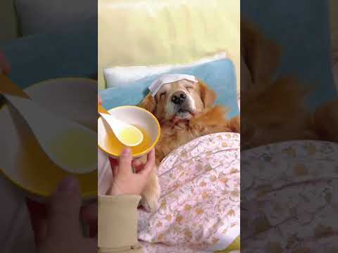 #funny #dogs #pet #dogscats#dogshorts #dog#doglover#doglife