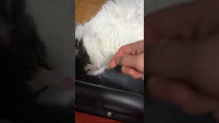 今日も寝る猫【ノル猫ミロシー】 #shorts