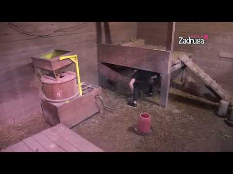 Zadruga 5 - Sandi pitao kokoške gde su pare, pa se posvađao sa ponijem! Urnebesno!  - 02.01.2022.