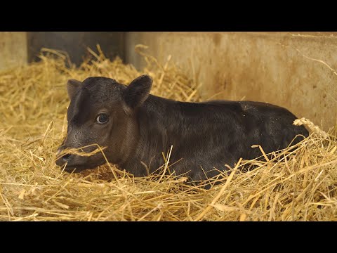 , title : 'Mláďata nejmenšího plemene domácího skotu v Zoo Ostrava'