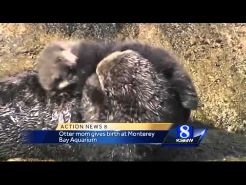 又一隻野生海獺在蒙特雷灣水族館外分娩 (Another wild sea otter gives birth outside Monterey Bay Aquarium)
