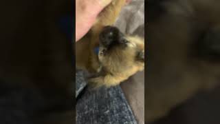 Chug Puppies Videos