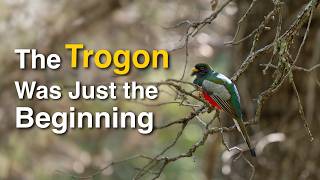 Birding Southeast Arizona for the First Time