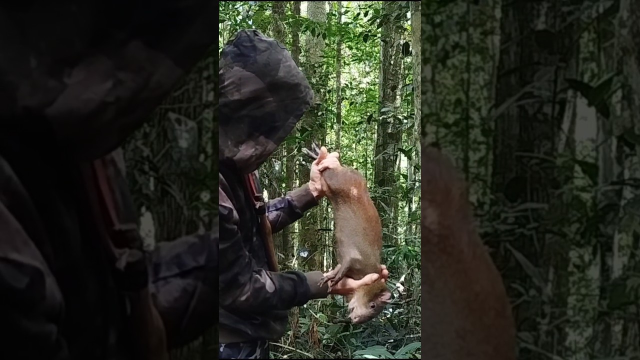Caceria de cutia con llamador