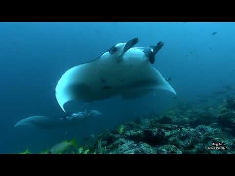 Duikclub Barracuda - Maldives 1 minute flash movie