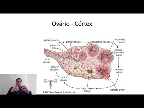 Histofisiologia do Sistema Genital Feminino