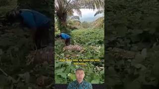 Download lagu DISCOVERY OF A GIANT SNAKE THAT WAS NO LONGER HELPLESS IN A PALM OIL PLANTATION #shorts mp3 Download lagu DISCOVERY OF A GIANT SNAKE THAT WAS NO LONGER HELPLESS IN A PALM OIL PLANTATION #shorts mp3