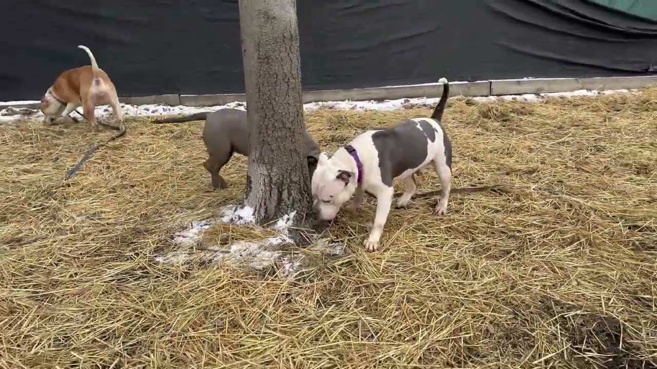 Snoop in Play Group