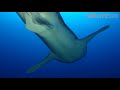 Whale shark (Rhincodon typus), Red Sea, Darraka Island, Sudan.