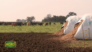 Autoconsumo en silobolsa, más carne en menos hectáreas (#888 2020-08-08)