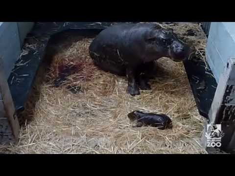 Baby Pygmy Hippo cuteness