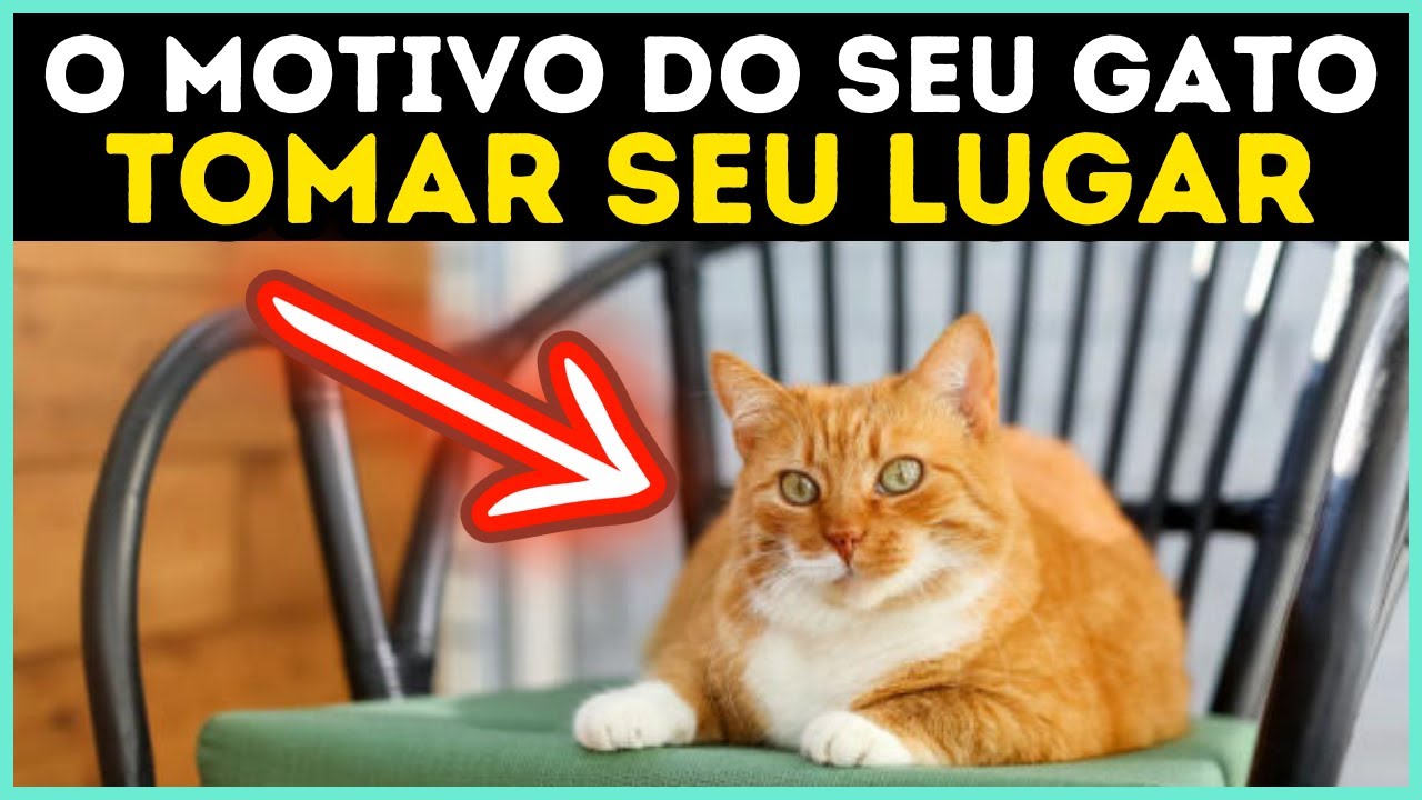 Se o Seu Gato Sentar No Seu Lugar, Ele Está Tentando Lhe Dizer Isso...