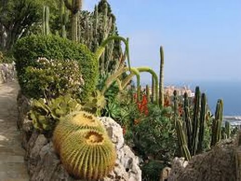 Botanical Exotic garden, Monaco
