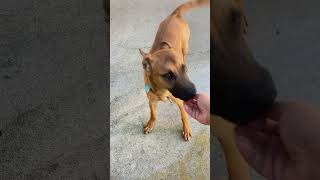 Video preview image #1 Mutt Puppy For Sale in San Diego, CA, USA