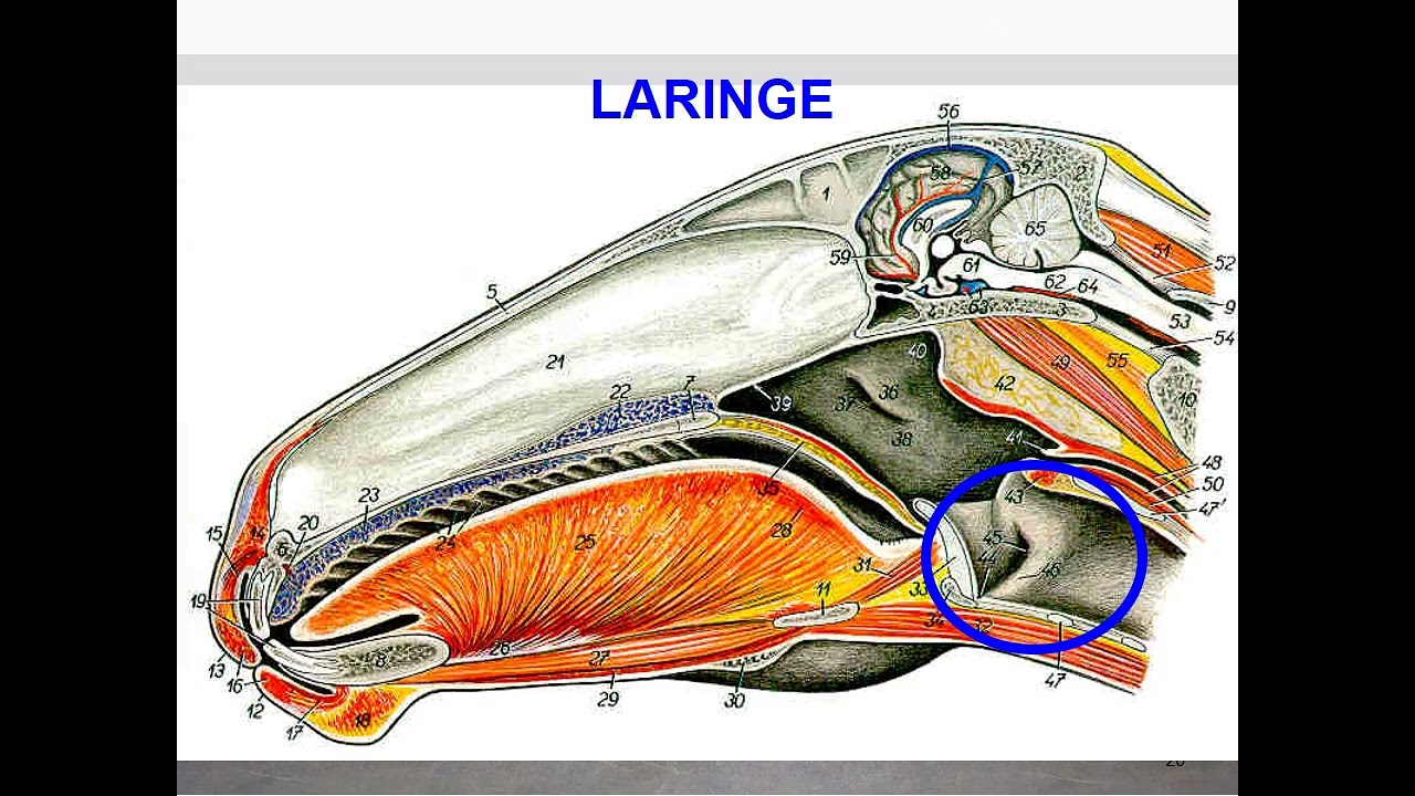 Anatomia Do Sistema Respiratório Animal | Professor Jomel Vet
