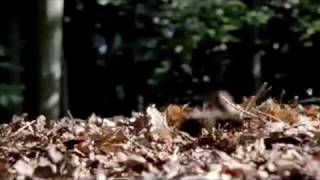 Earth - We Flood Empty Lakes