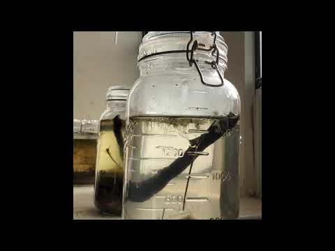 Time Lapse Ecosystem