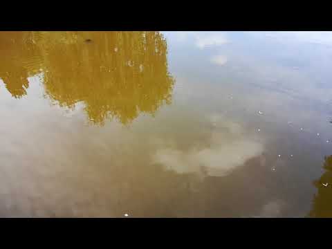 Balta plina de peste