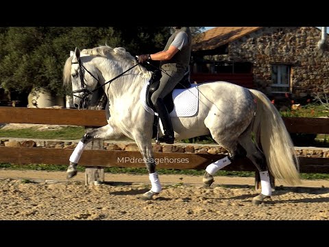 Andalusian PRE stallion 2014 - 1,67 m | #MP479