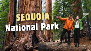 Sequoia National Park Itinerary: 2 DAYS of Giant Trees, Wildlife & Must-See Spots